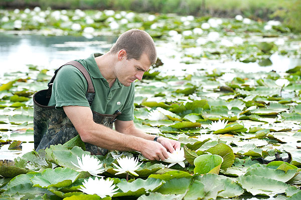 Immersed in lily pads