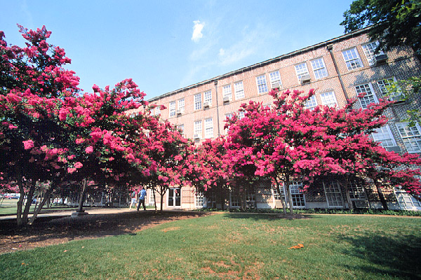 Crape Myrtles in front of Lloyd Ricks