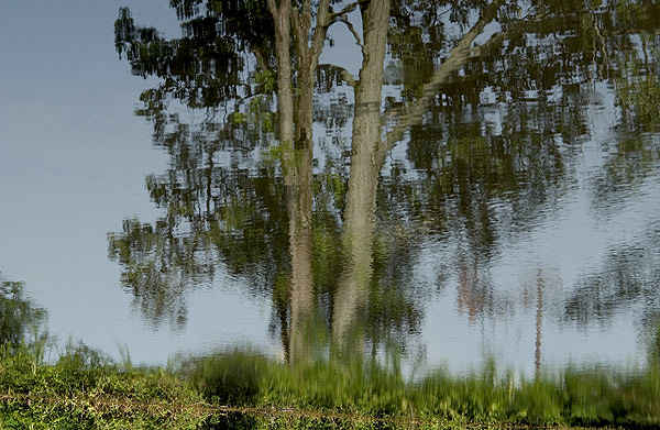 Tree reflection in Eckie&amp;amp;amp;#039;s Pond