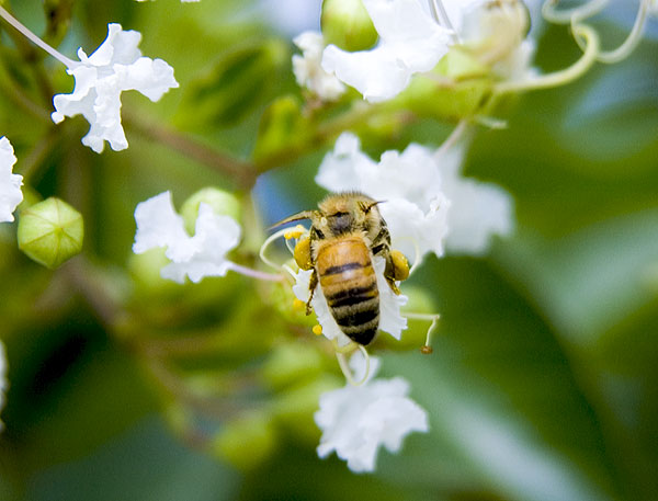 Bee pollenating crepe myrtles