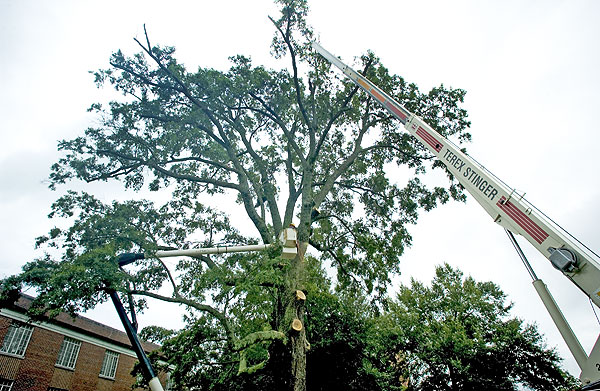 Cutting down rotten tree at Hull Hall