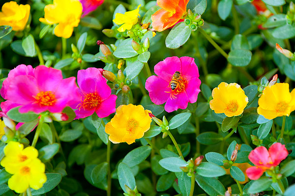 McCool Hall flowers