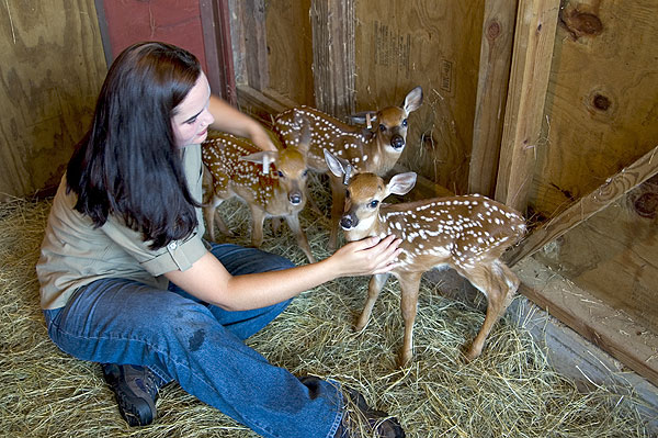 Baby deer at Wildlife &amp;amp;amp;amp; Fisheries deer facility