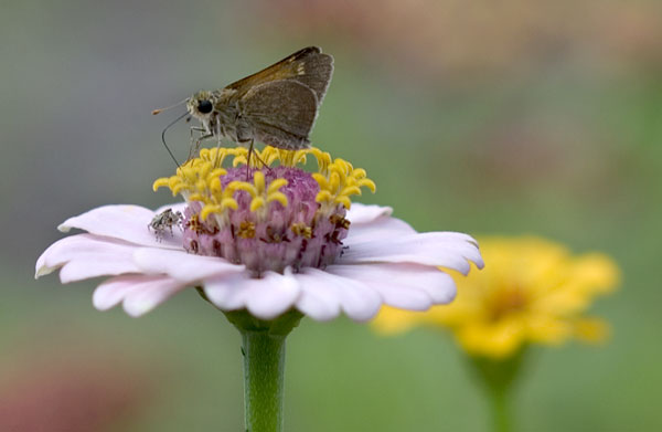 Entomology butterfly garden detail