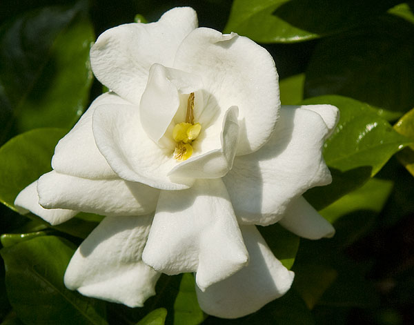 Georgous Gardenia in Bloom