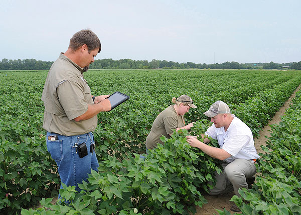 Cotton Research at North Farm