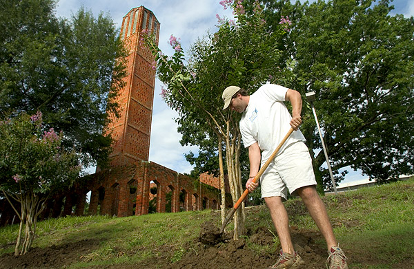 Crepe myrtles planted next to Chapel of Memories