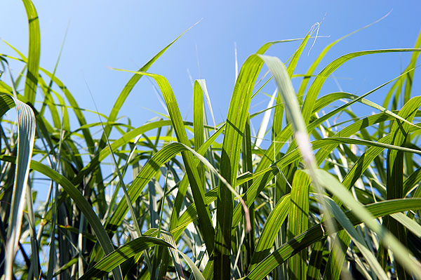 Freedom grass research