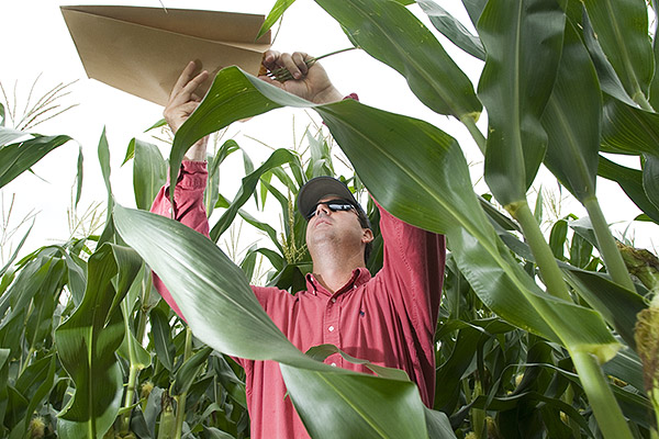 Pollinating USDA Corn