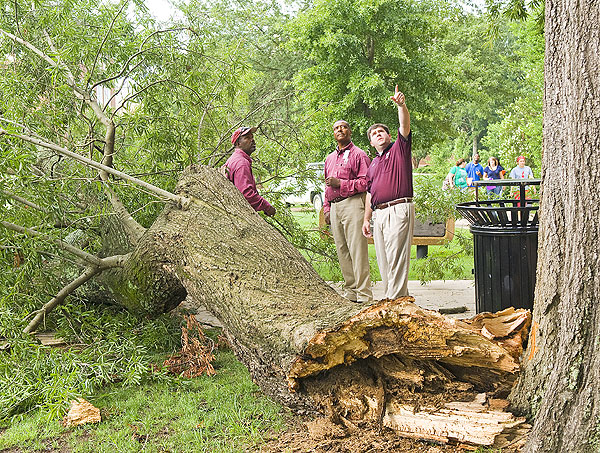 Fallen Limb at McCool