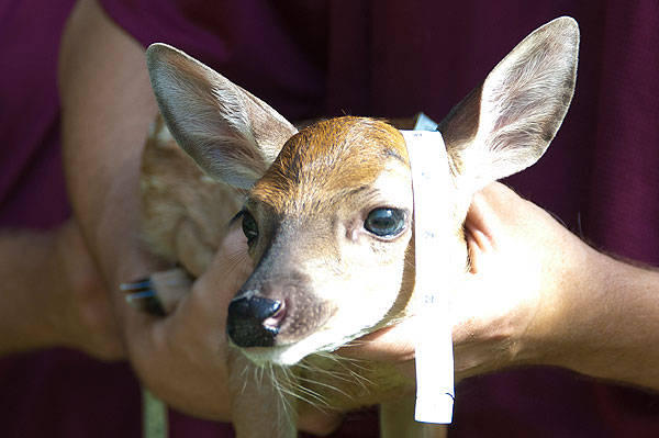 Wildlife Research Center measures baby deer