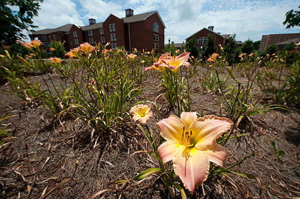 Lilies at Zacharias Village