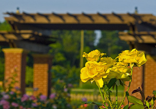 Roses in Bloom at the Rose Garden