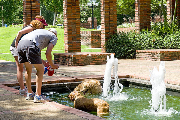 Dogs coolinng off at the Chapel