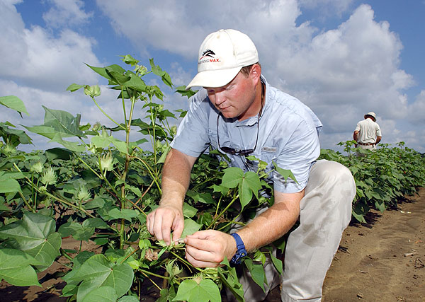 Cross pollinating cotton