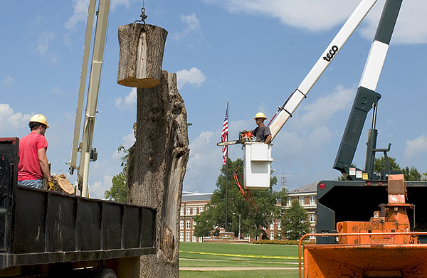 Tree cut down on Drill Field