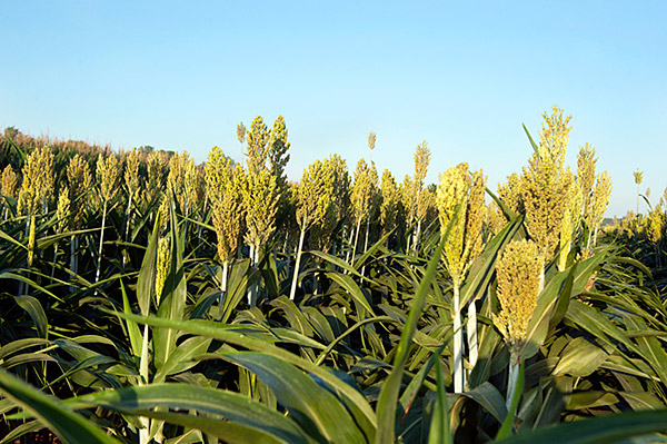 Sorghum crop on North Farm