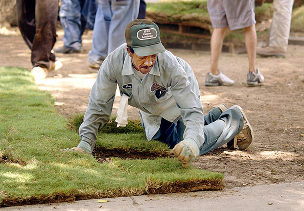 Laying sod around Lee Hall circle