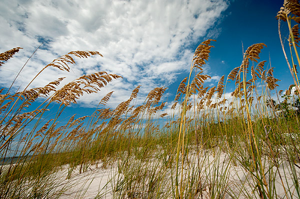 MSU Sea Oats on Mississippi Coast