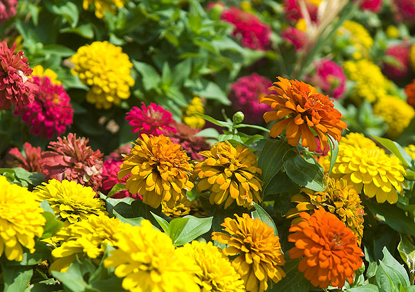 Flowers in front of Sanderson Center