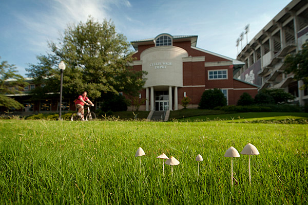 Welcome Center Mushrooms