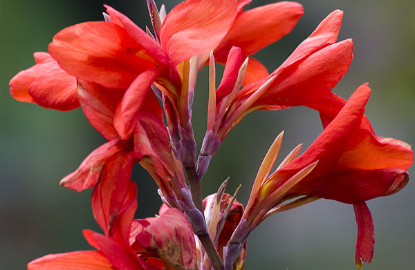 Canna Flower behind the Chapel of Memories