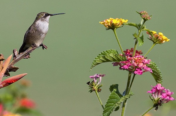 Hummingbirds flock to Drill Field