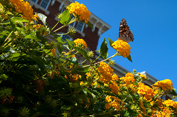 Butterfly on Swalm lantana