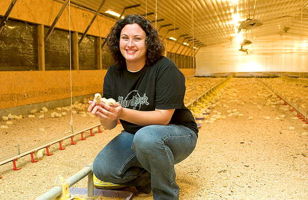 Poultry Science--new batch of chicks