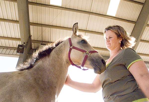 MAFES Horse Auction