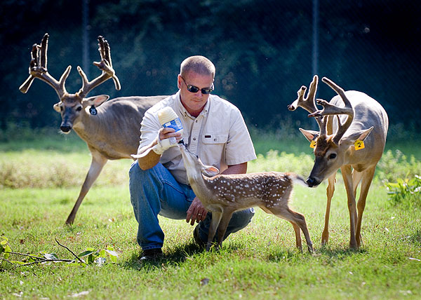 Steven Tucker feeds fawn at research facility