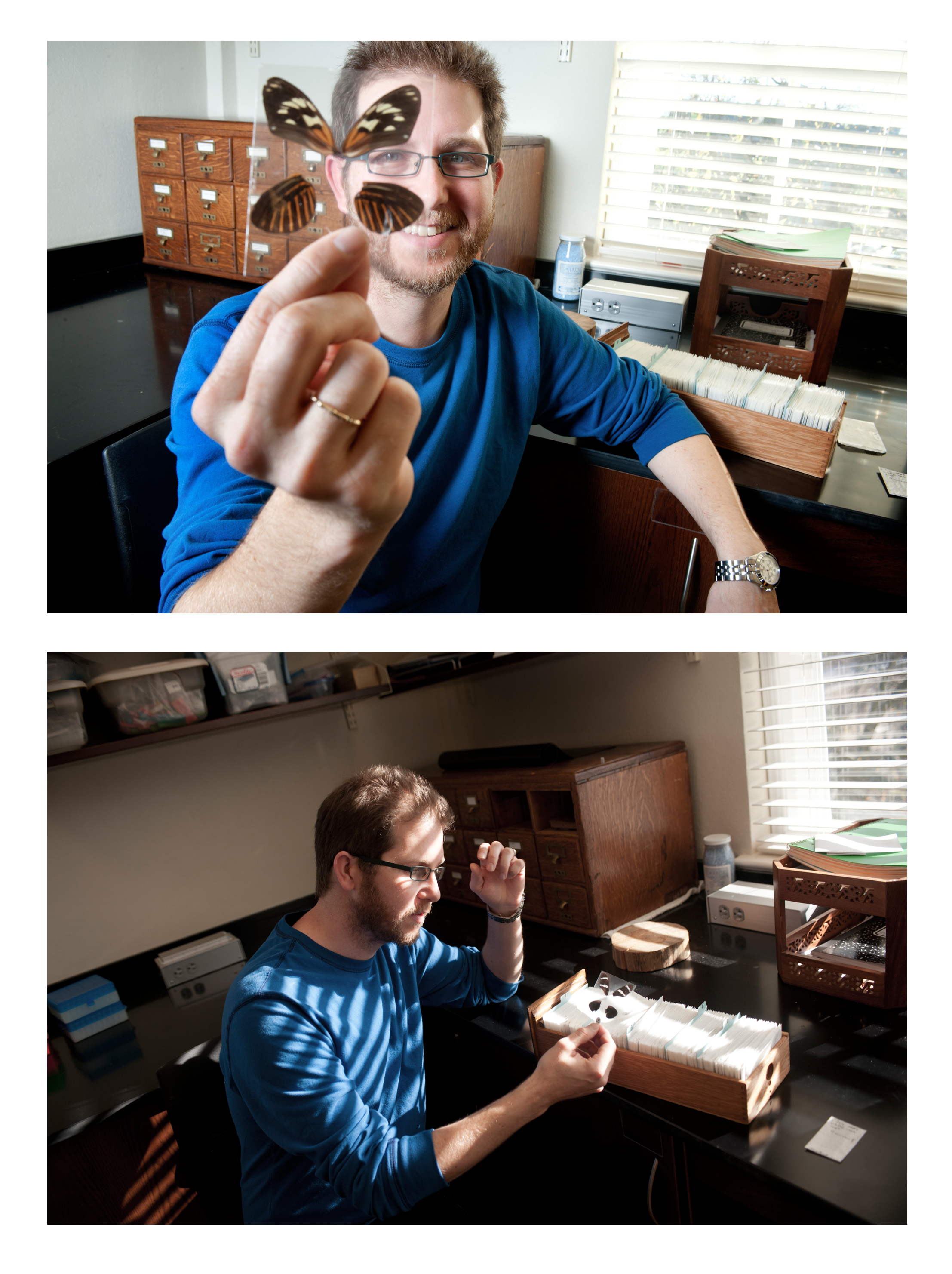 Brian Counterman, an evolutionary geneticist in Mississippi State University's department of biological sciences, views butterfly specimens in his research laboratory on campus. Counterman and other researchers have found a key gene related to survival of Heliconius butterflies. 