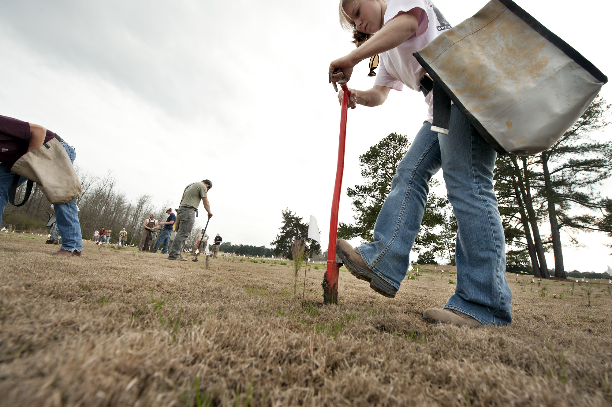 Forestry graduate student Emily F. Vanderford of Coker, Ala., uses a dibble bar to plant a loblolly pine seedling at Mississippi State's golf course.