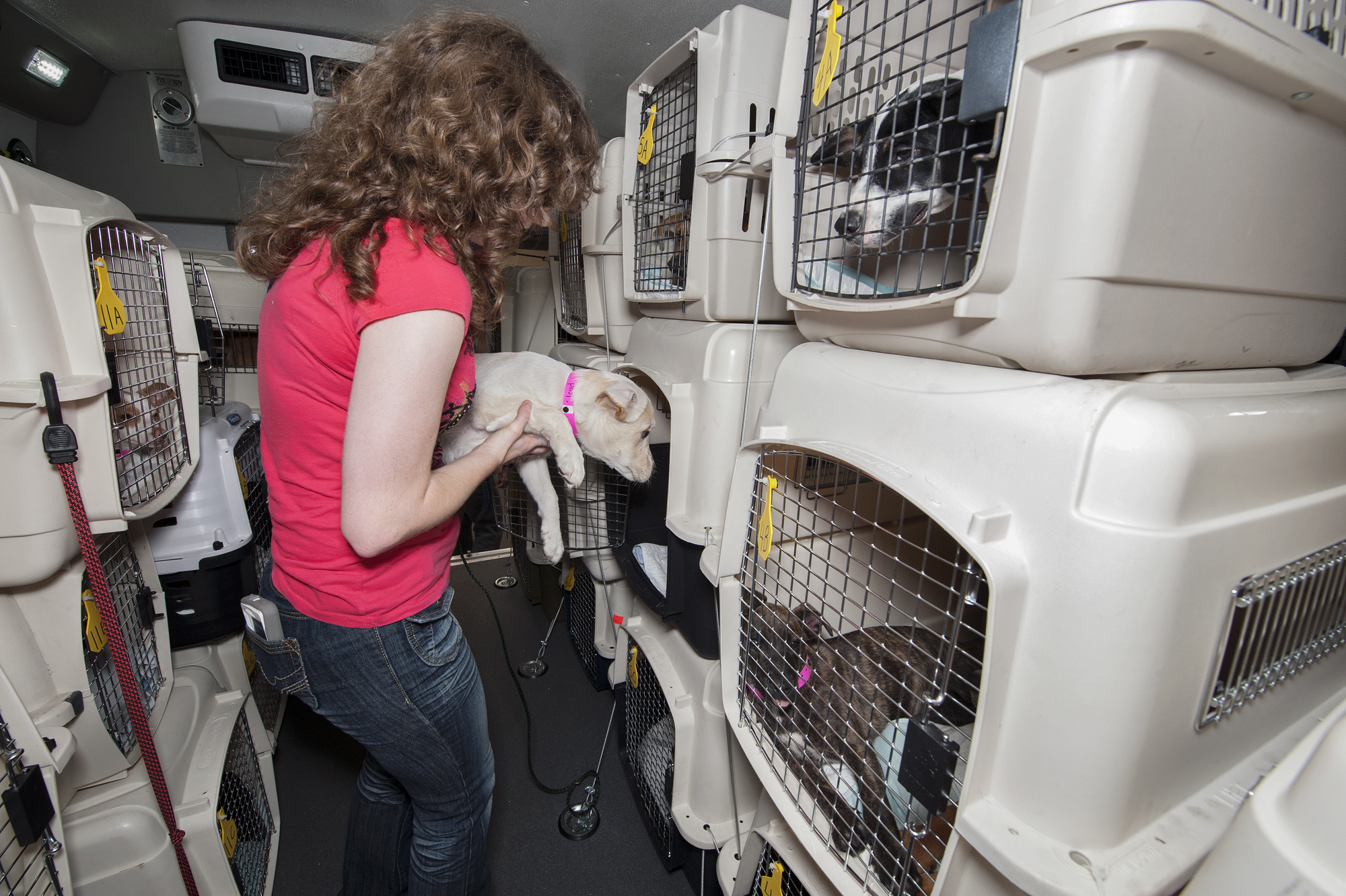 A Mississippi State veterinary student volunteering with the Homeward Bound Project prepares puppies for their journey north toward adoption-guaranteed shelters in metropolitan areas where the demand for adoptable dogs is greatest. 