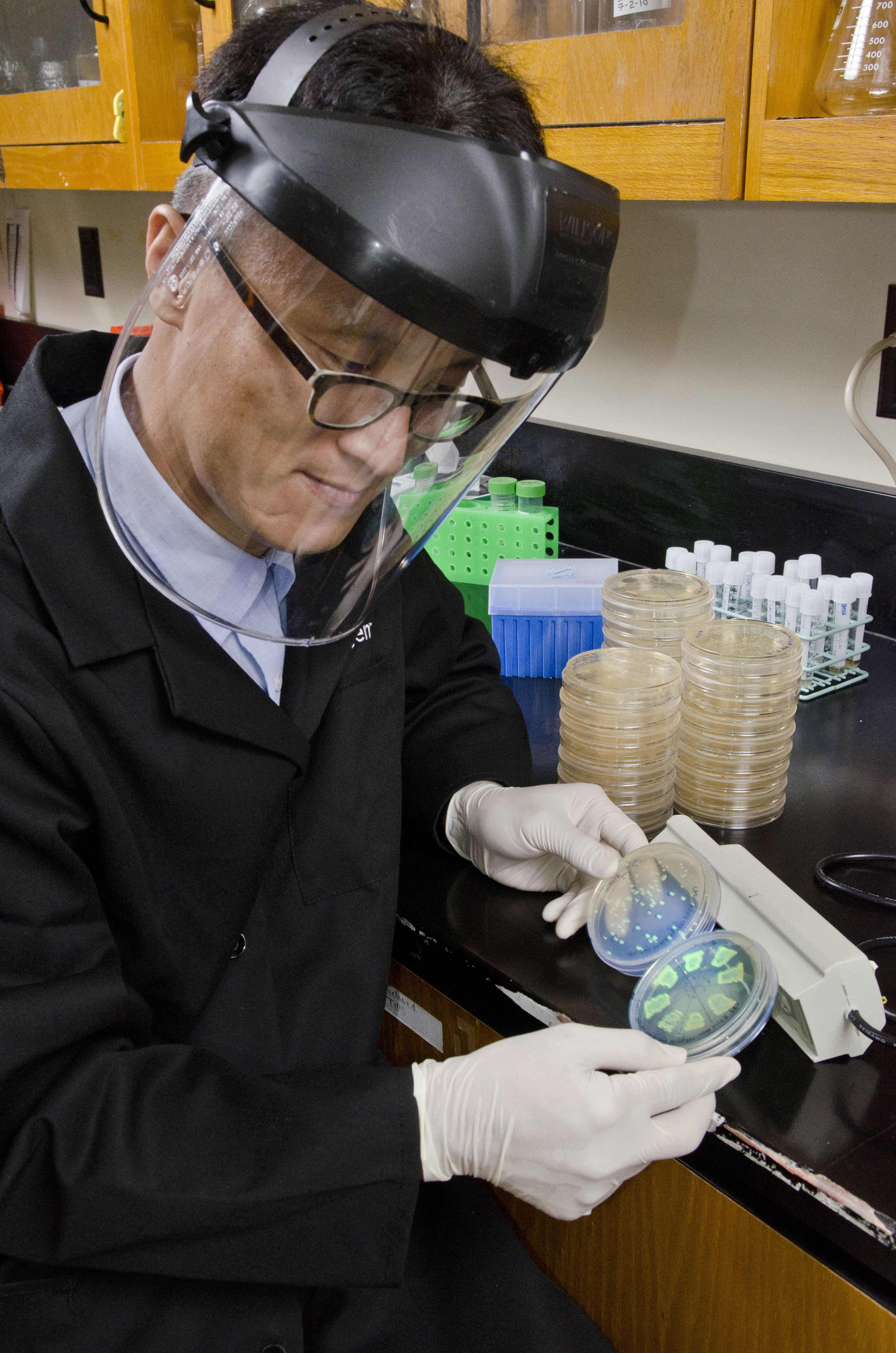 Dr. Keun Seok Seo examines cultures of staph organisms in his laboratory at Mississippi State University's College of Veterinary Medicine. 