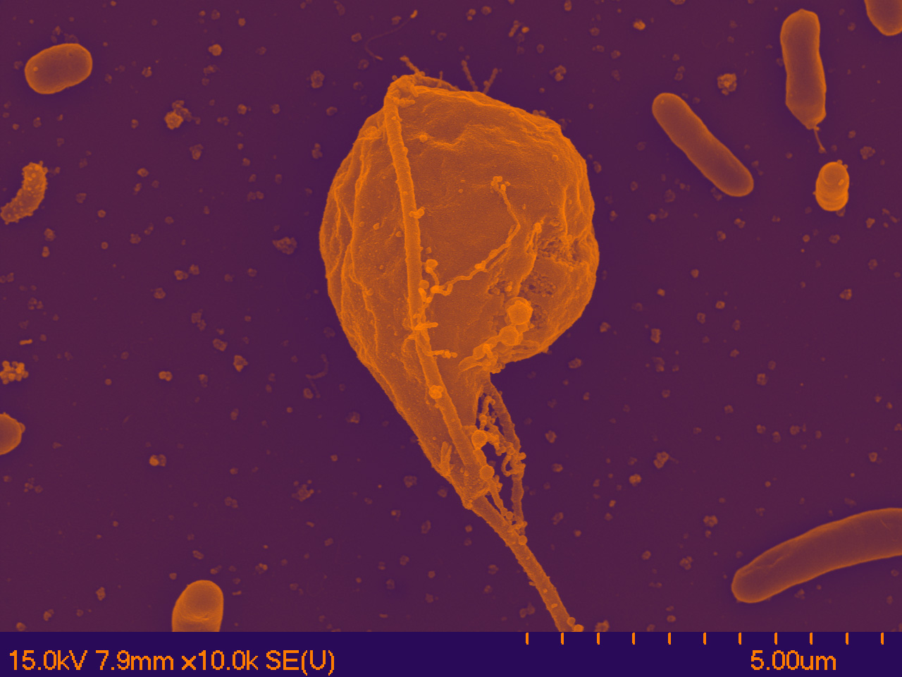 Mississippi State University's Matthew Brown, associate professor of biological sciences, led a team that recently classified this newly discovered protist, Pygsuia biforma.