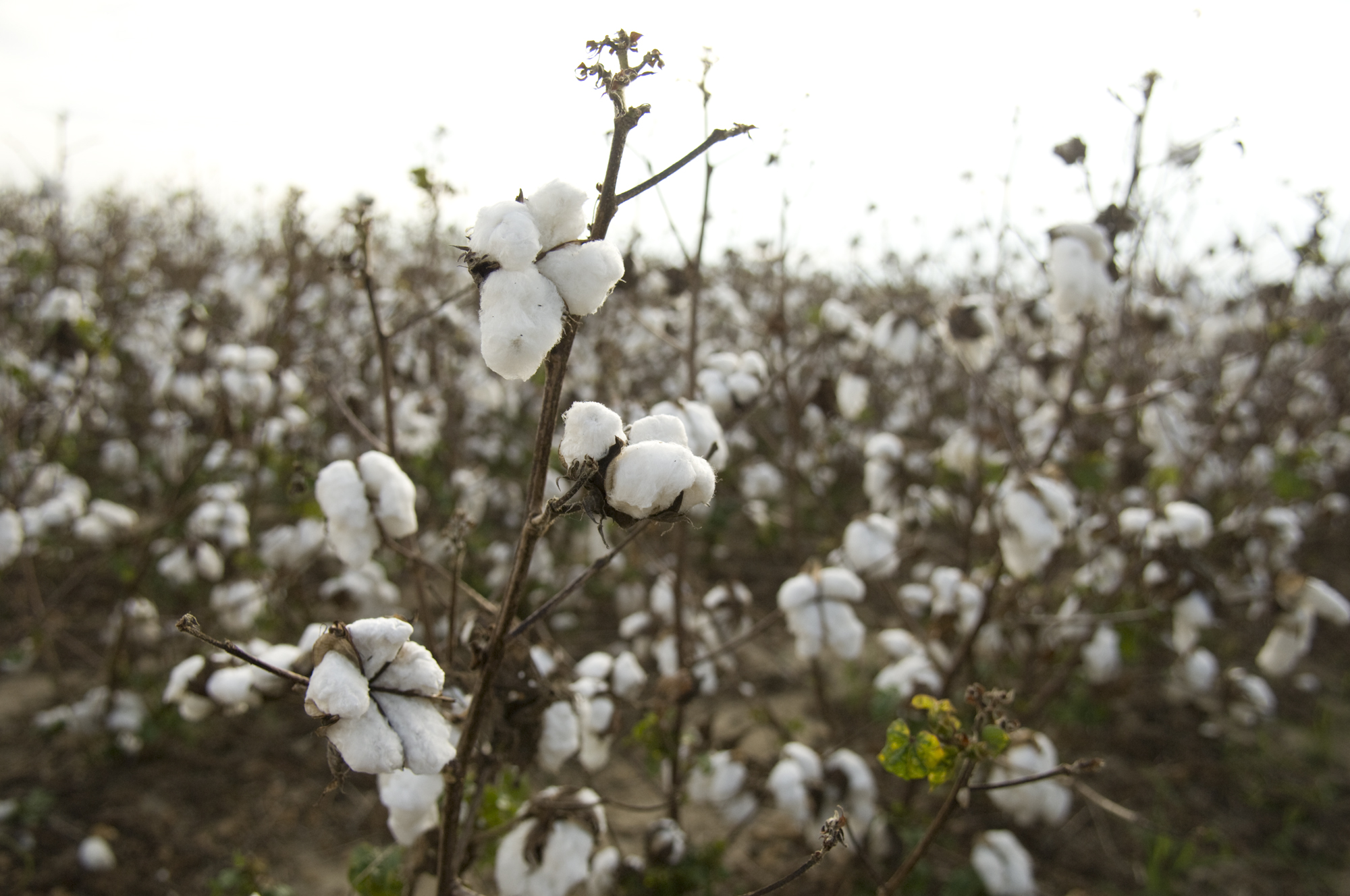 Mississippi State's Cotton Summit, to be held April 23-25, will feature workshops and presentations about the cotton textiles industry.