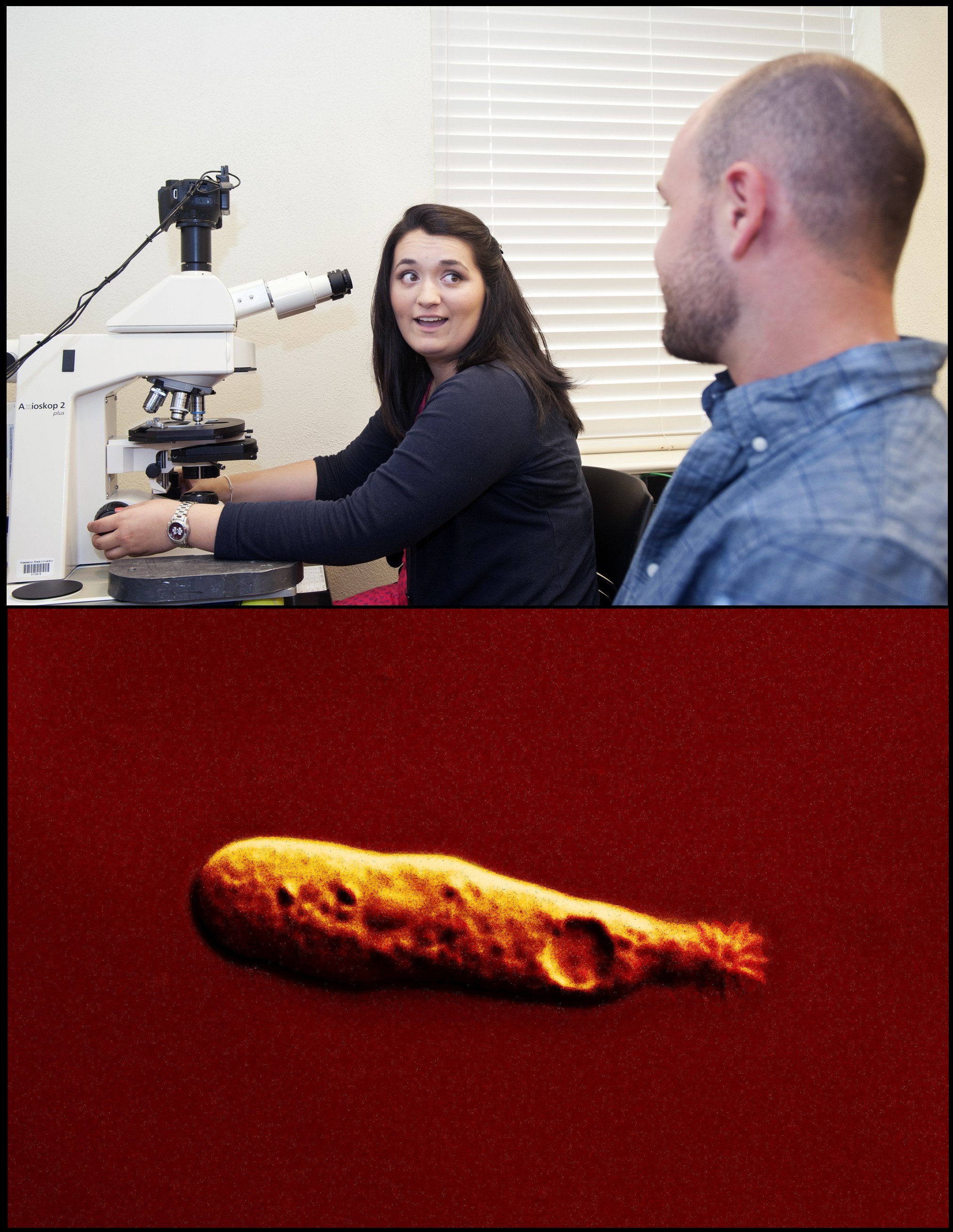 Top-Junior microbiology major Pam Watson recently discovered a new organism at Mississippi State University as part of her work in assistant professor Matthew Brown's Evolutionary Protistology Laboratory.<br /><br />
Bottom-Ptolemeba bullienesis, the unicellular, microscopic protist discovered at the university, was named for the first bulldog mascot, Ptolemy. This cell, magnified 160 times, measures 35 micrometers.<br /><br />
