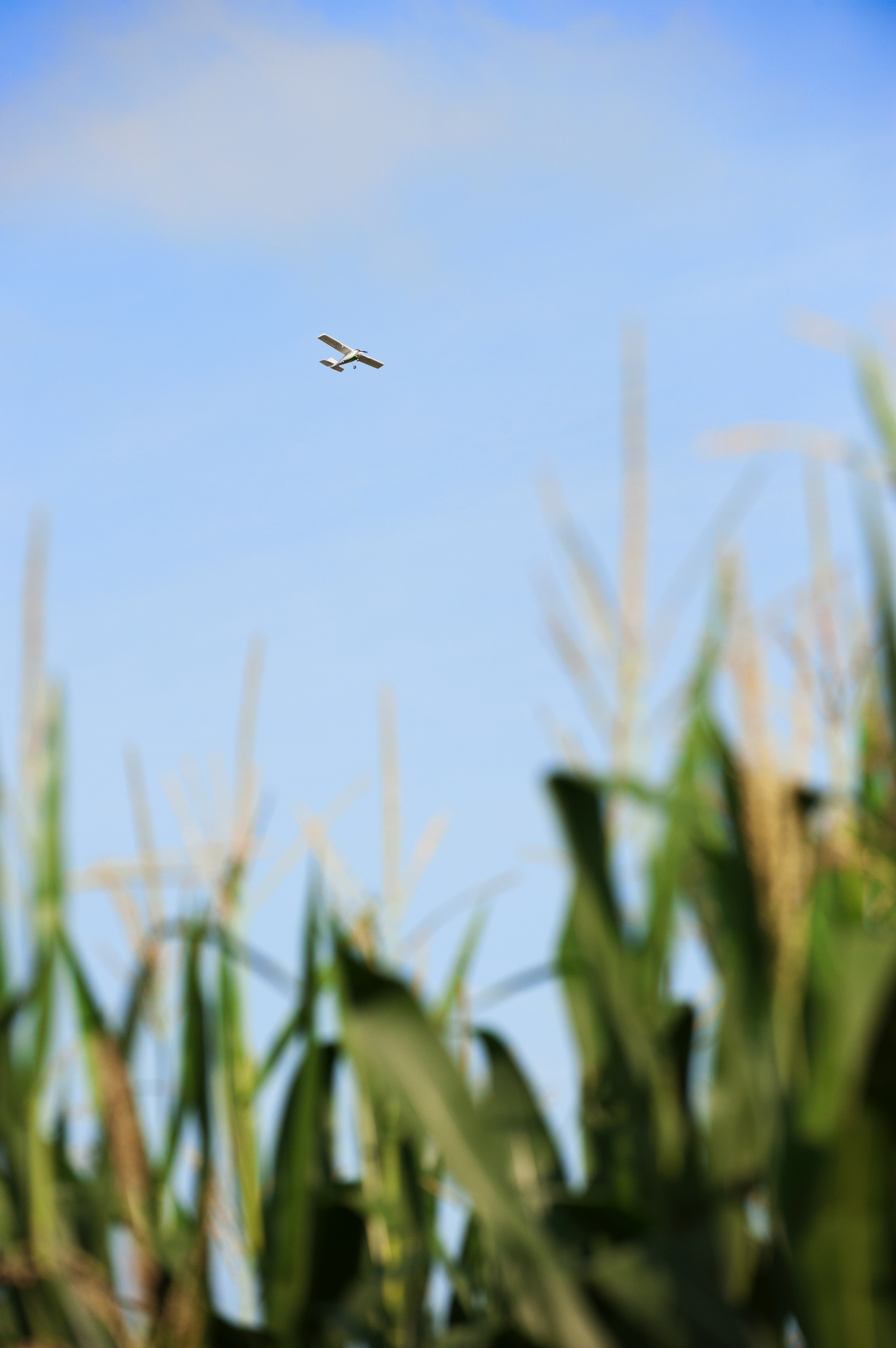 A fixed-wing unmanned aerial vehicle flies above a research plot of corn at Mississippi State's R.R. Foil Plant Science Research Center. MSU's Geosystems Research Institute collaborates with university agronomists on several projects involving the use of unmanned aerial systems in precision agriculture. 