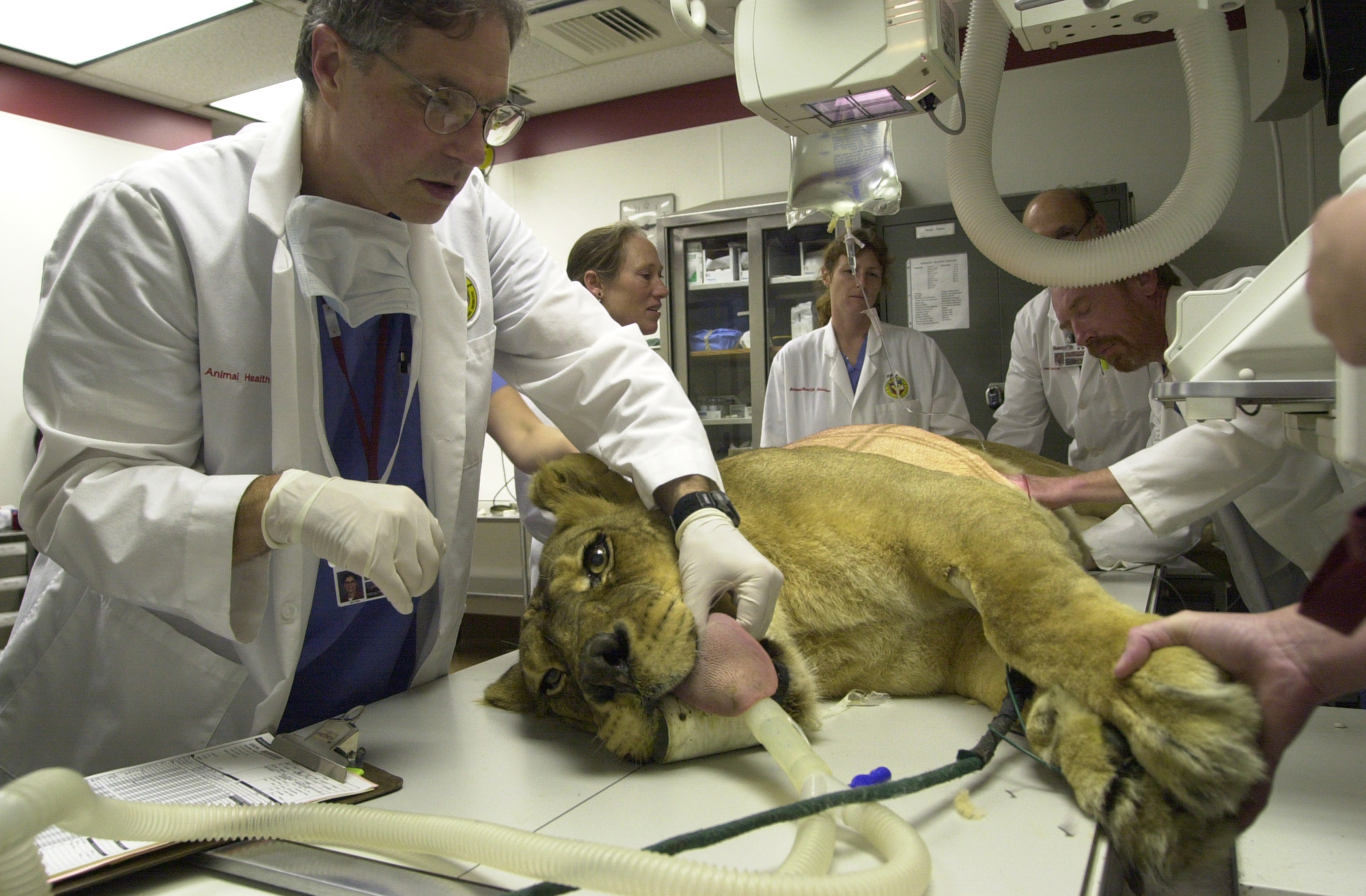 <br /><br />
MSU veterinary anesthesiologist Robert Myer (foreground) prepares Friday the lioness for surgery.  Collaborating are (background, l-r) Drs. Lisa Murray, Simone Hinz, Thomas Lenarduzzi, and Andy Shores.  Photo Credit:  Tom Thompson 